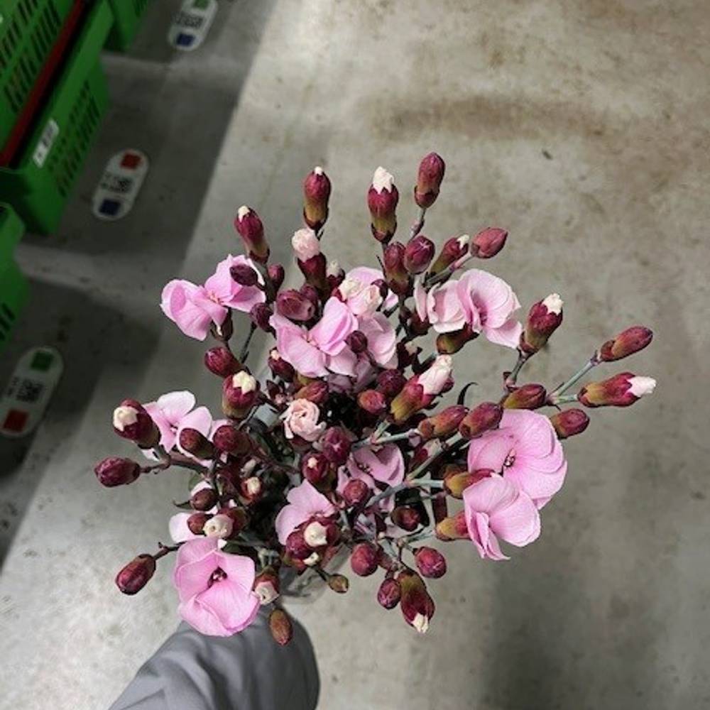 Mininelke rosa Mistery gezogen 60cm