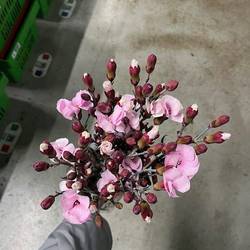 Mininelke rosa Mistery gezogen 60cm