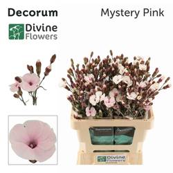 Mininelke rosa Mistery gezogen 60cm