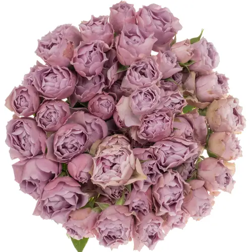 Rose verzweigt milka lavender Bubbles 50cm