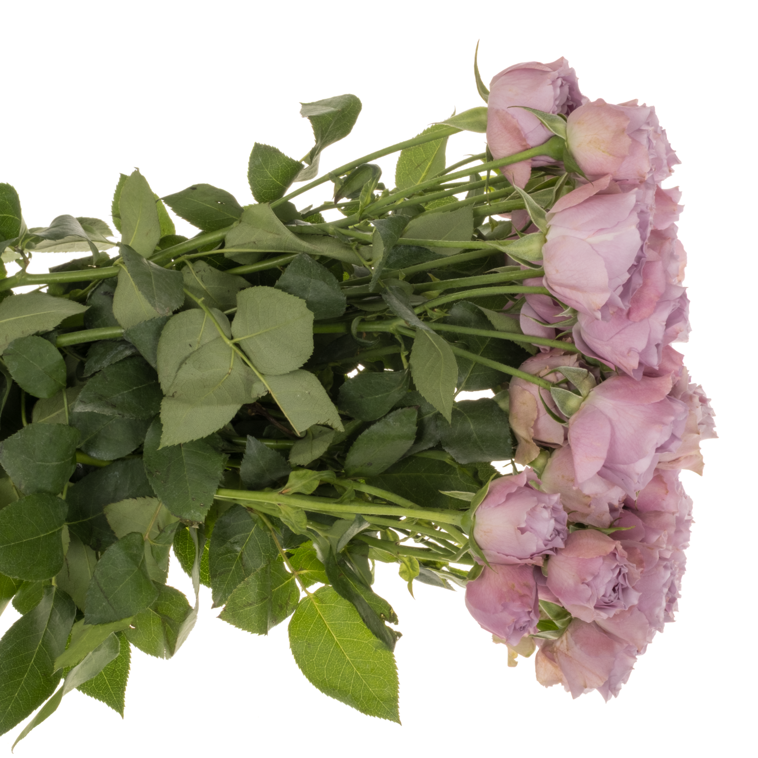Rose verzweigt milka lavender Bubbles 50cm