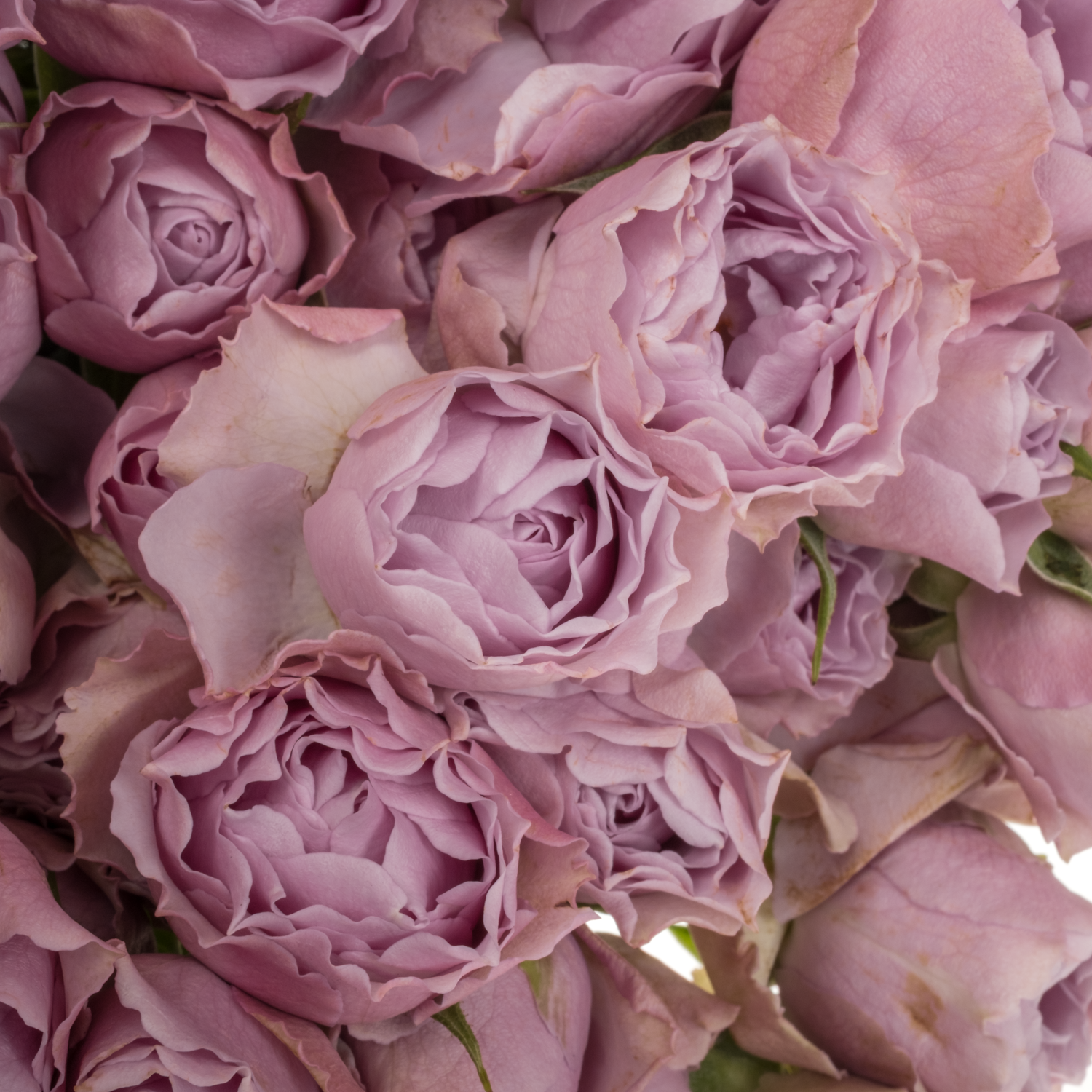 Rose verzweigt milka lavender Bubbles 50cm