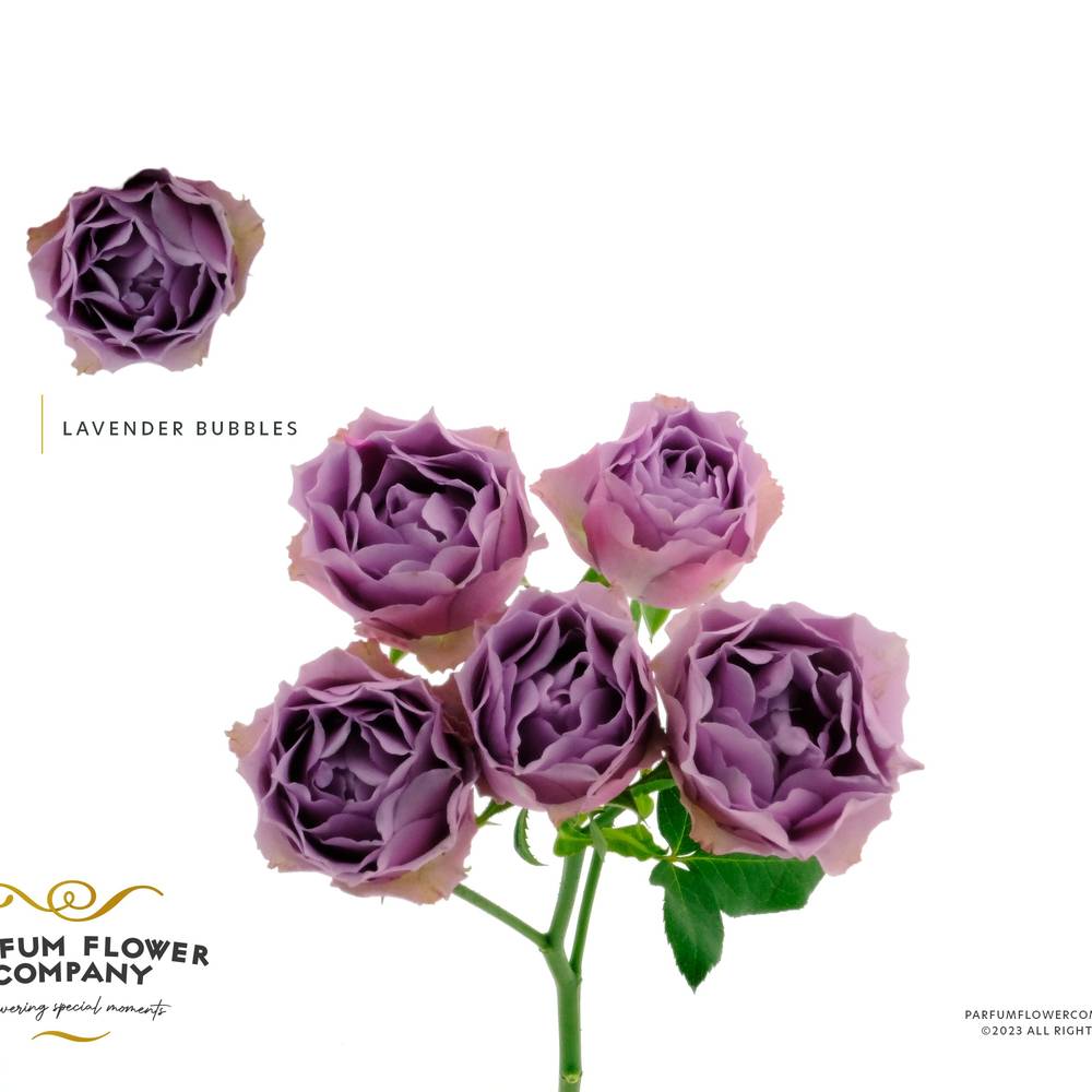 Rose verzweigt milka lavender Bubbles 50cm
