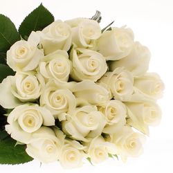 Rose weiss Akito    60cm