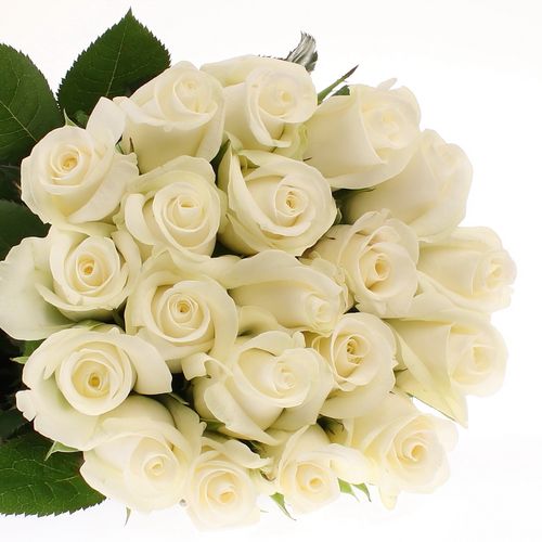 Rose weiss Akito    60cm