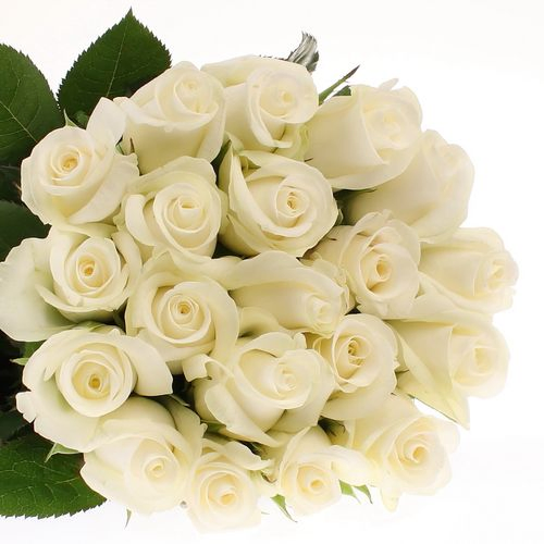 Rose weiss Akito    60cm