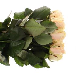 Rose weiss Akito    60cm