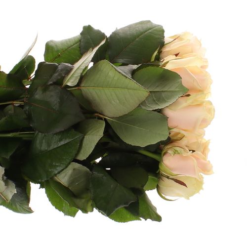 Rose weiss Akito    60cm