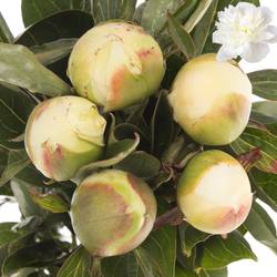 Pfingstrose weiss duchesse 60cm