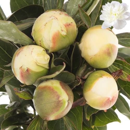 Pfingstrose weiss duchesse 60cm