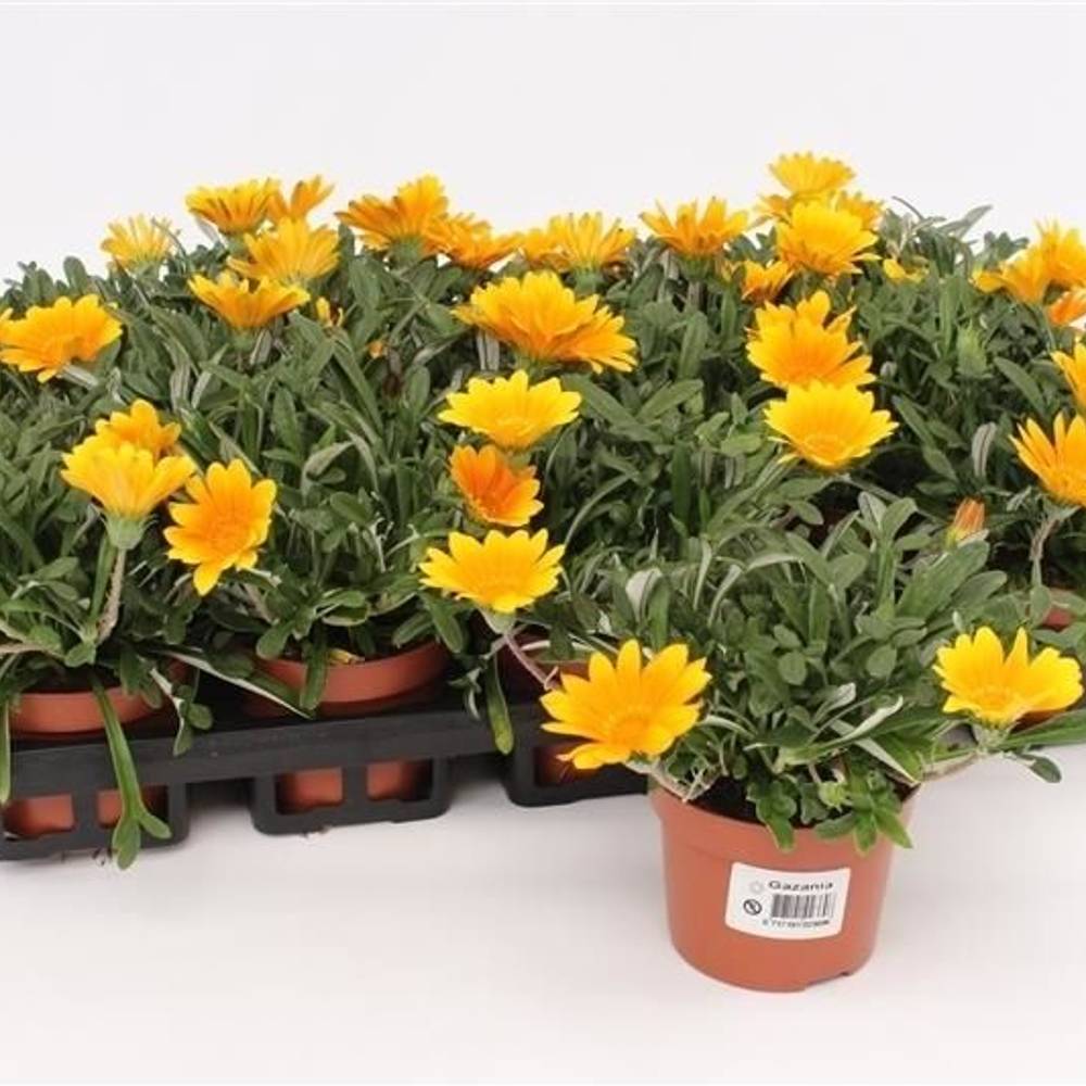 Gazania Rigens orange Jupiter T10,5 H020