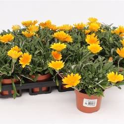 Gazania Rigens orange Jupiter T10,5 H020