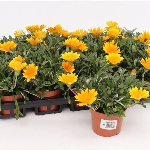 Gazania Rigens orange Jupiter T10,5 H020