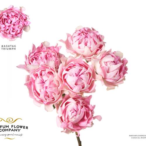 Rose verzweigt hell rosa Hashtag Triumph 50cm