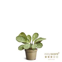 Ctenanthe Burle Marxii T06 H012