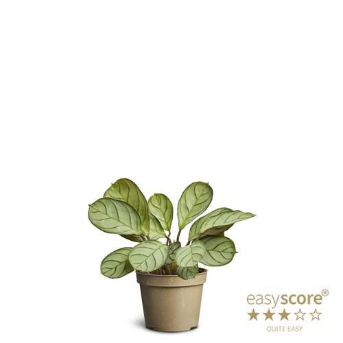 Ctenanthe Burle Marxii T06 H012