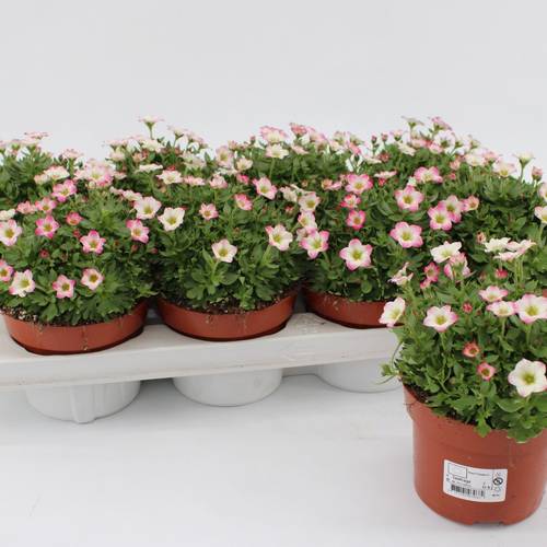 Saxifraga rosa Alpino T13 H015