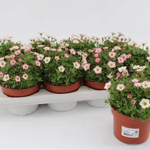 Saxifraga rosa Alpino T13 H015