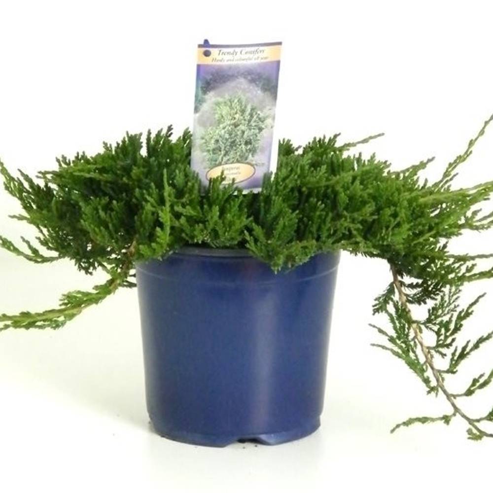 Juniperus Horizontalis Wiltonii T17 H030