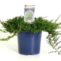 Juniperus Horizontalis Wiltonii T17 H030