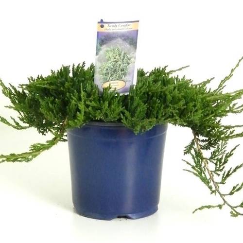 Juniperus Horizontalis Wiltonii T17 H030