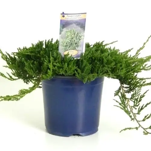 Juniperus Horizontalis Wiltonii T17 H030