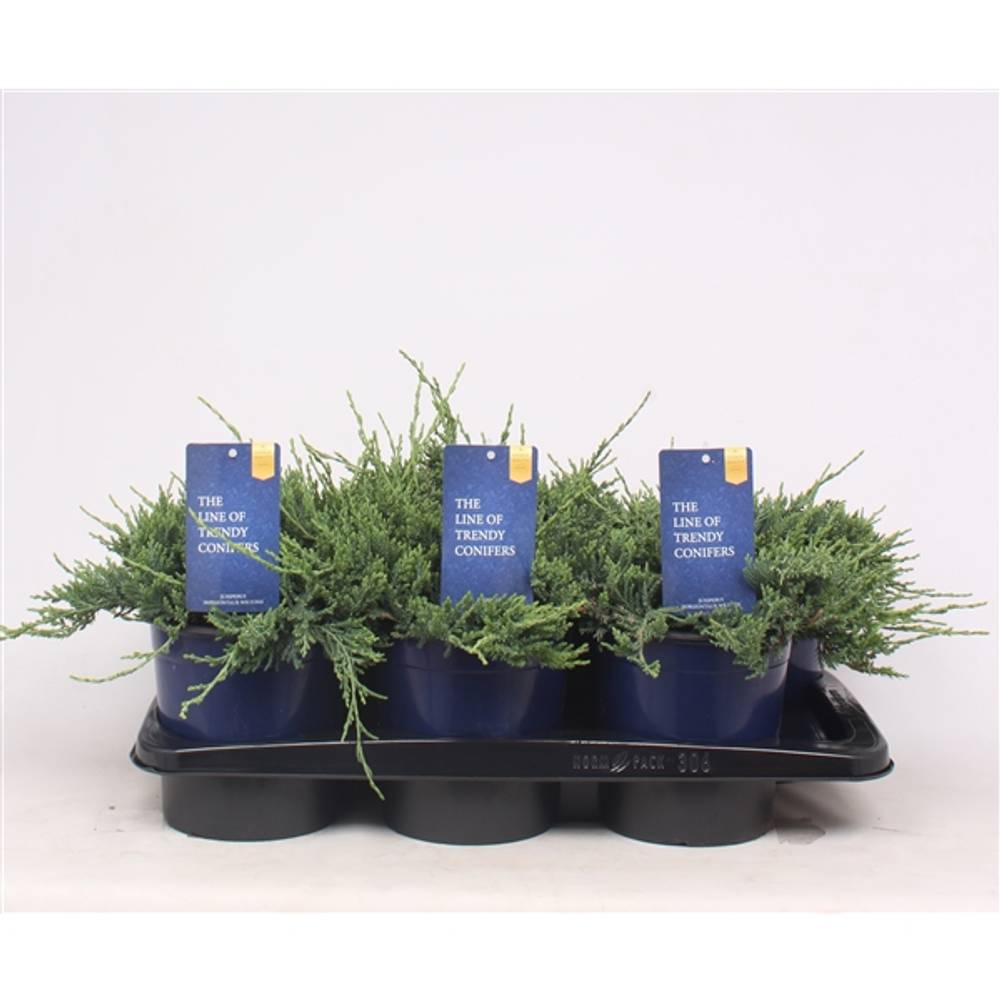 Juniperus Horizontalis Wiltonii T17 H030