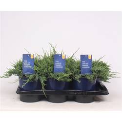 Juniperus Horizontalis Wiltonii T17 H030