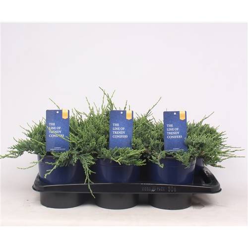 Juniperus Horizontalis Wiltonii T17 H030