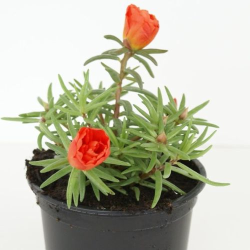 Portulaca rot T09 H10