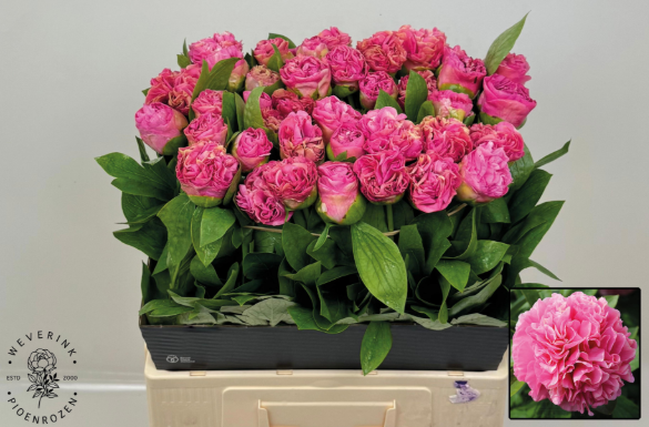 Pfingstrose dunkel rosa Bouquet 55cm