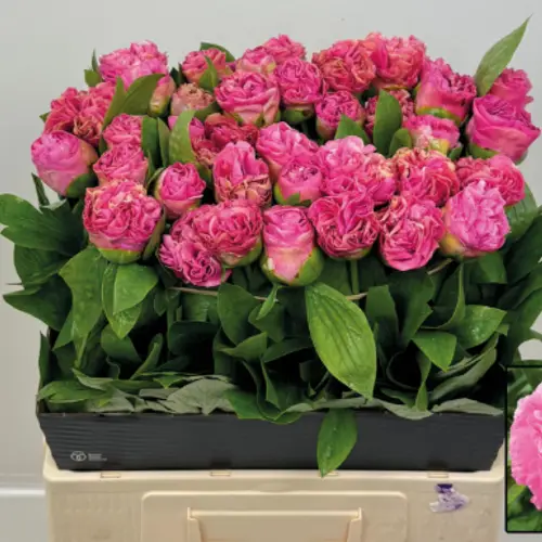 Pfingstrose dunkel rosa Bouquet 55cm