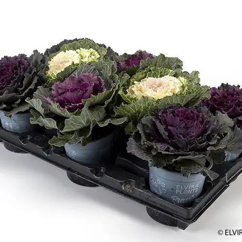 Brassica Oleracea mix H025