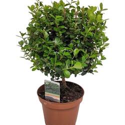 Myrsine auf Stamm T12 H030