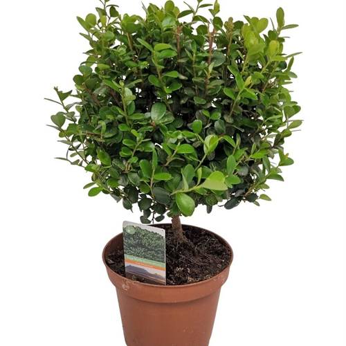 Myrsine auf Stamm T12 H030