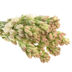 Tubarosa creme Elvy Ivory 80cm