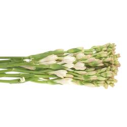 Tubarosa creme Elvy Ivory 80cm