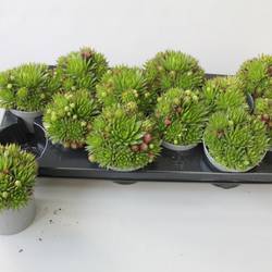 Javibarba Hirta T10,5 H015