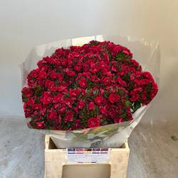Bartnelke dunkel rot Kiwi dark red 45cm