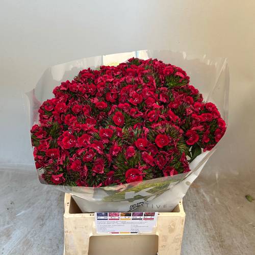 Bartnelke dunkel rot Kiwi dark red 45cm