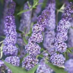 Buddleja Dav. milka Nanho Blue T11 H040