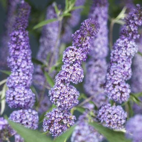 Buddleja Dav. milka Nanho Blue T11 H040
