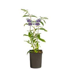 Buddleja Dav. milka Nanho Blue T11 H040
