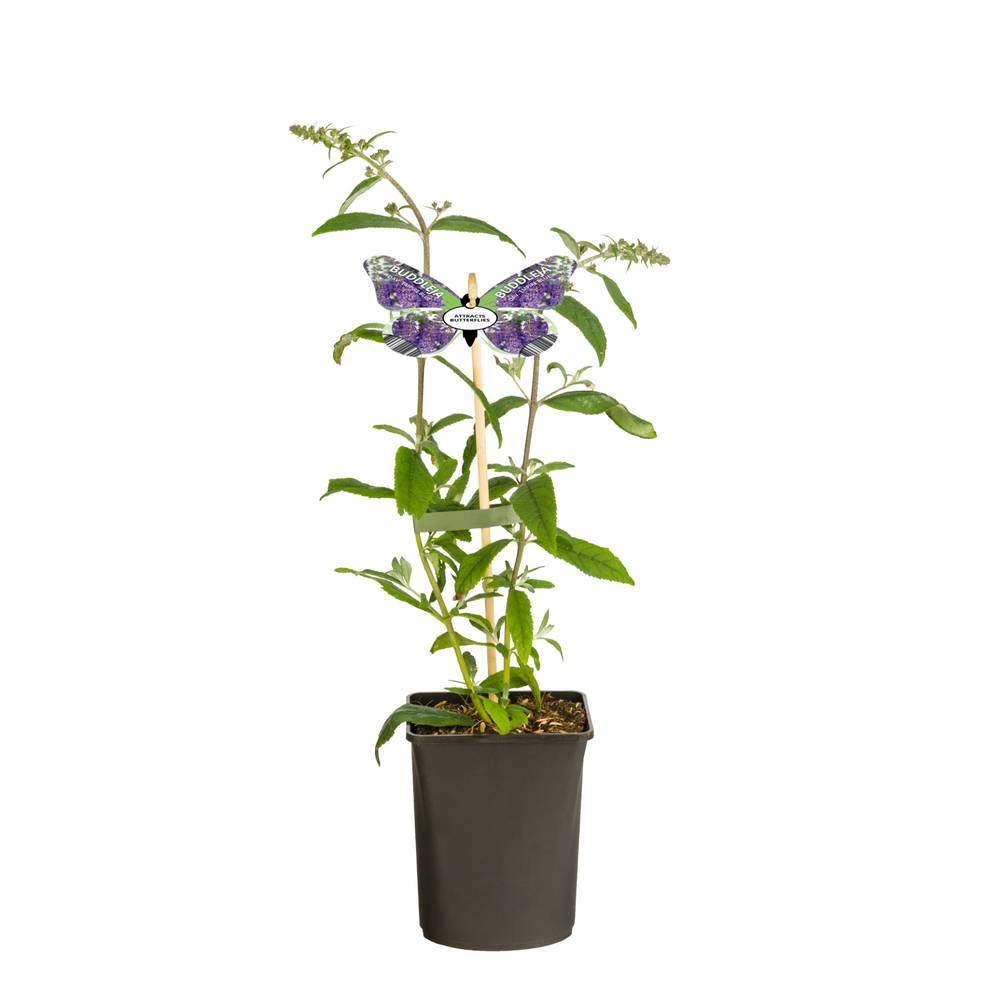 Buddleja Dav. milka Nanho Blue T11 H040