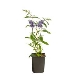 Buddleja Dav. milka Nanho Blue T11 H040