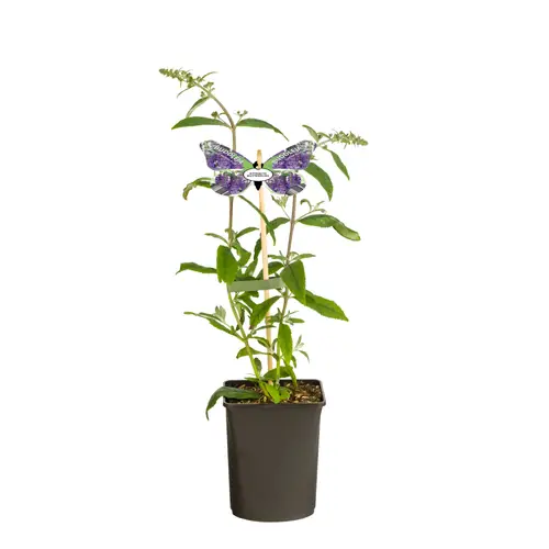 Buddleja Dav. milka Nanho Blue T11 H040