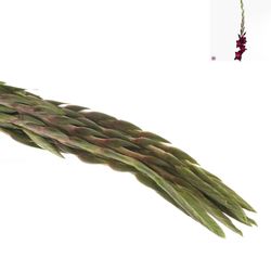 Gladiole weinrot  Fat Boy 90cm