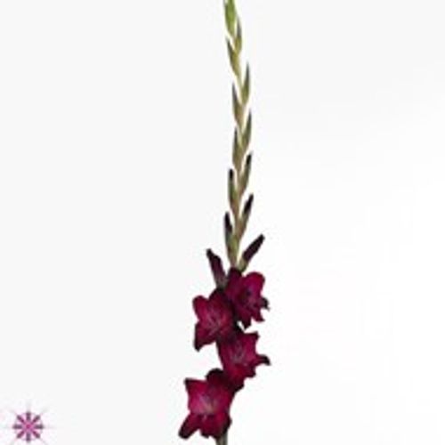 Gladiole weinrot  Fat Boy 90cm