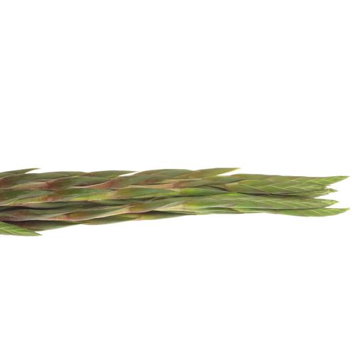 Gladiole weinrot  Fat Boy 90cm