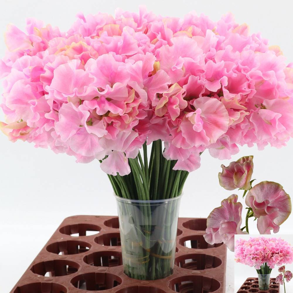 Wicken dunkel rosa/creme-creme Misty Pink 40cm